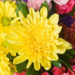 菊は英語で何と言う?菊の花の英語名と読み方。