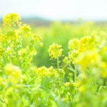 菜の花を英語で何と言う?英語名や読み方。